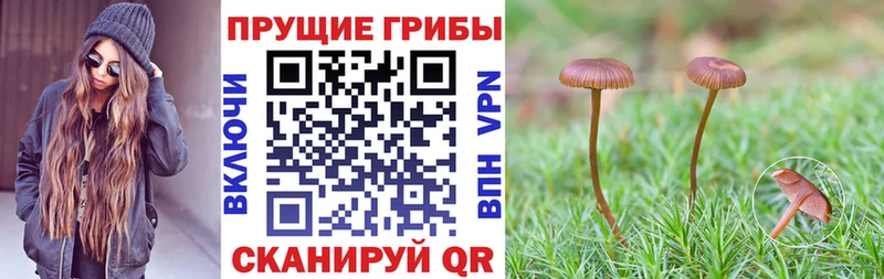 kraken вход наркошоп Кемерово Псилоцибиновые грибы мицелий